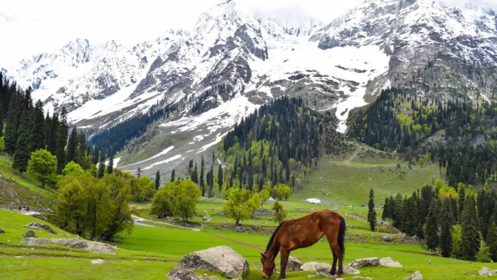 Top Places To See Snowfall In India