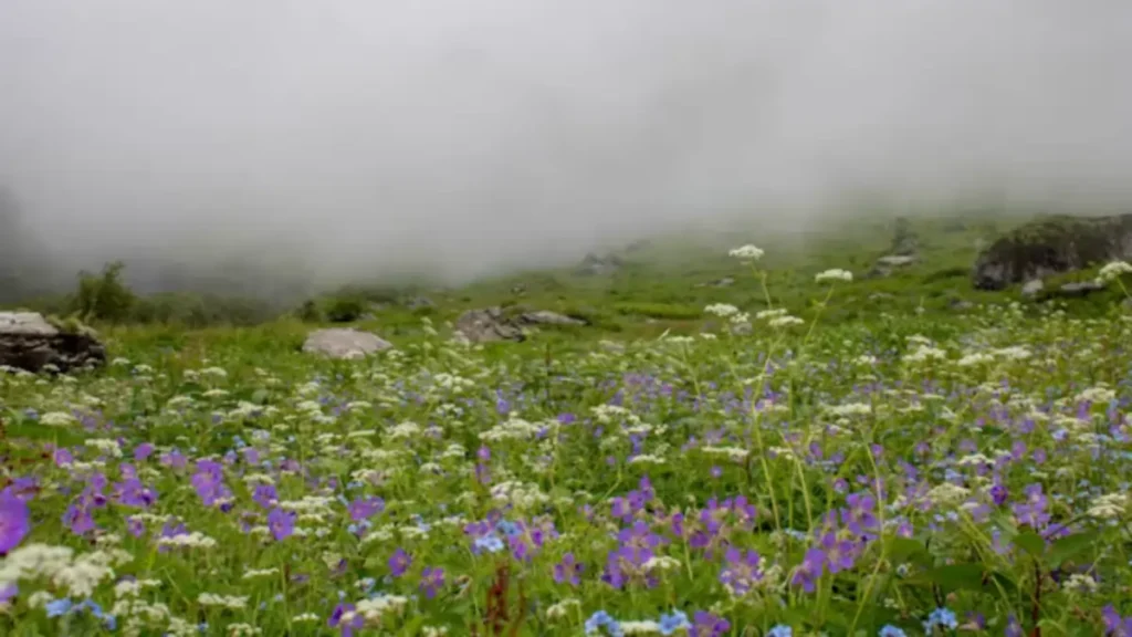 Valley of flowers