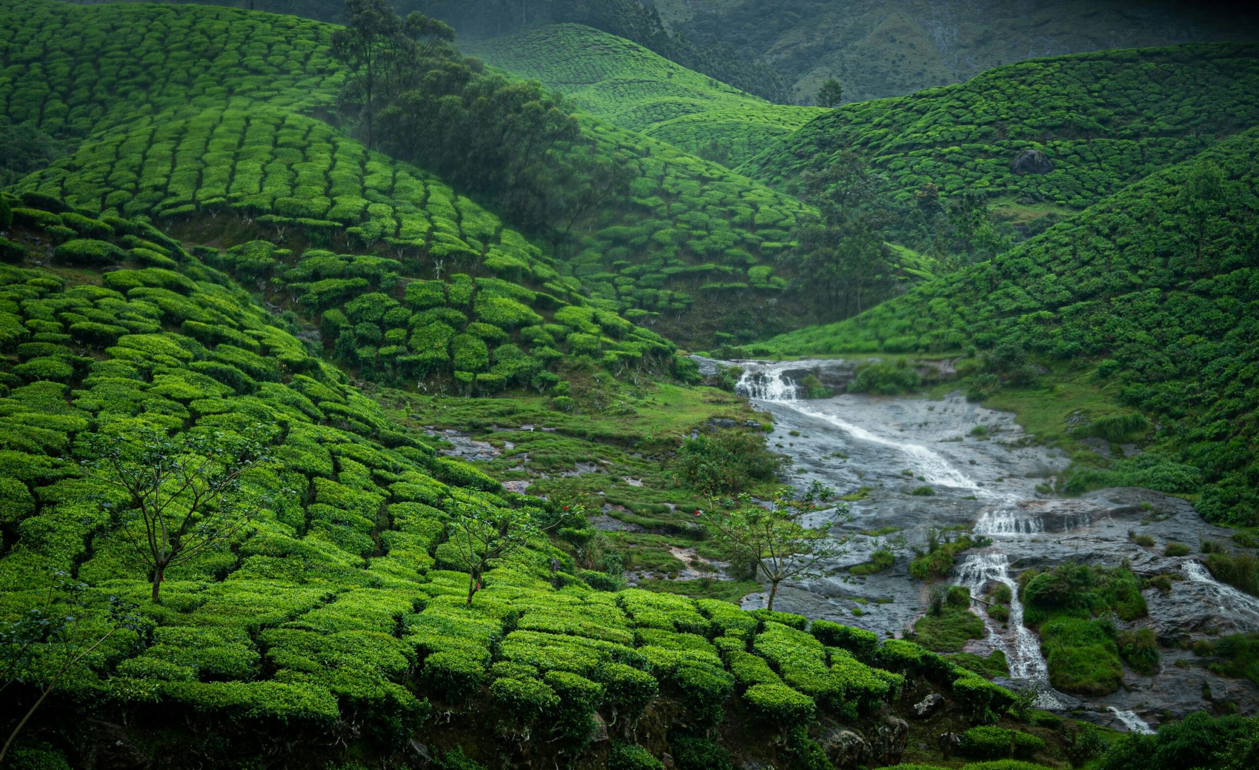 Munnar hill station- Monsoon Places to Visit in India